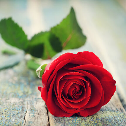 rote Rose